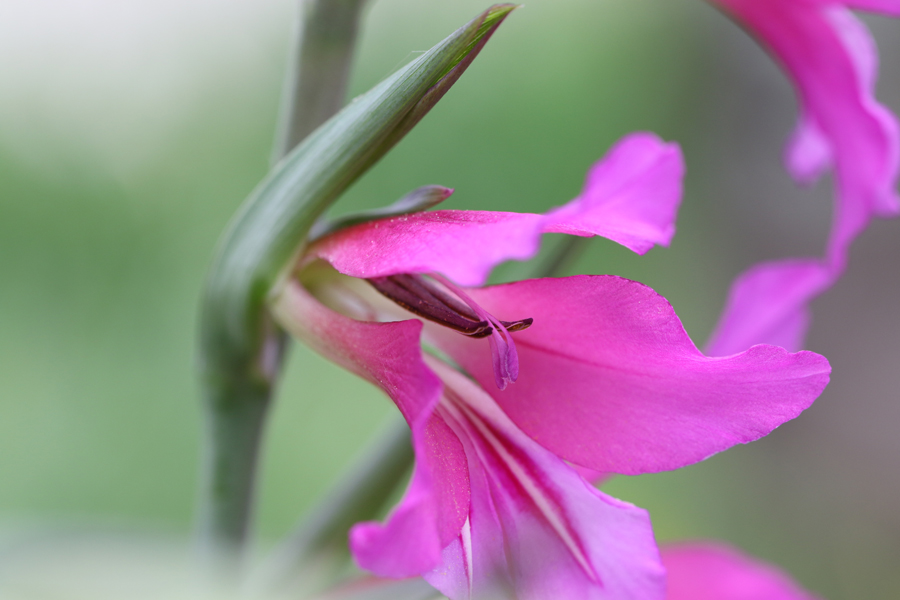 Gladiolo aiuto determinazione